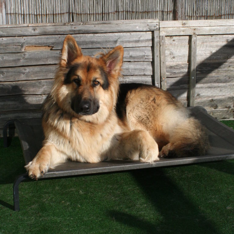 Dog Law Solicitors in Hertfordshire Wheldon Law