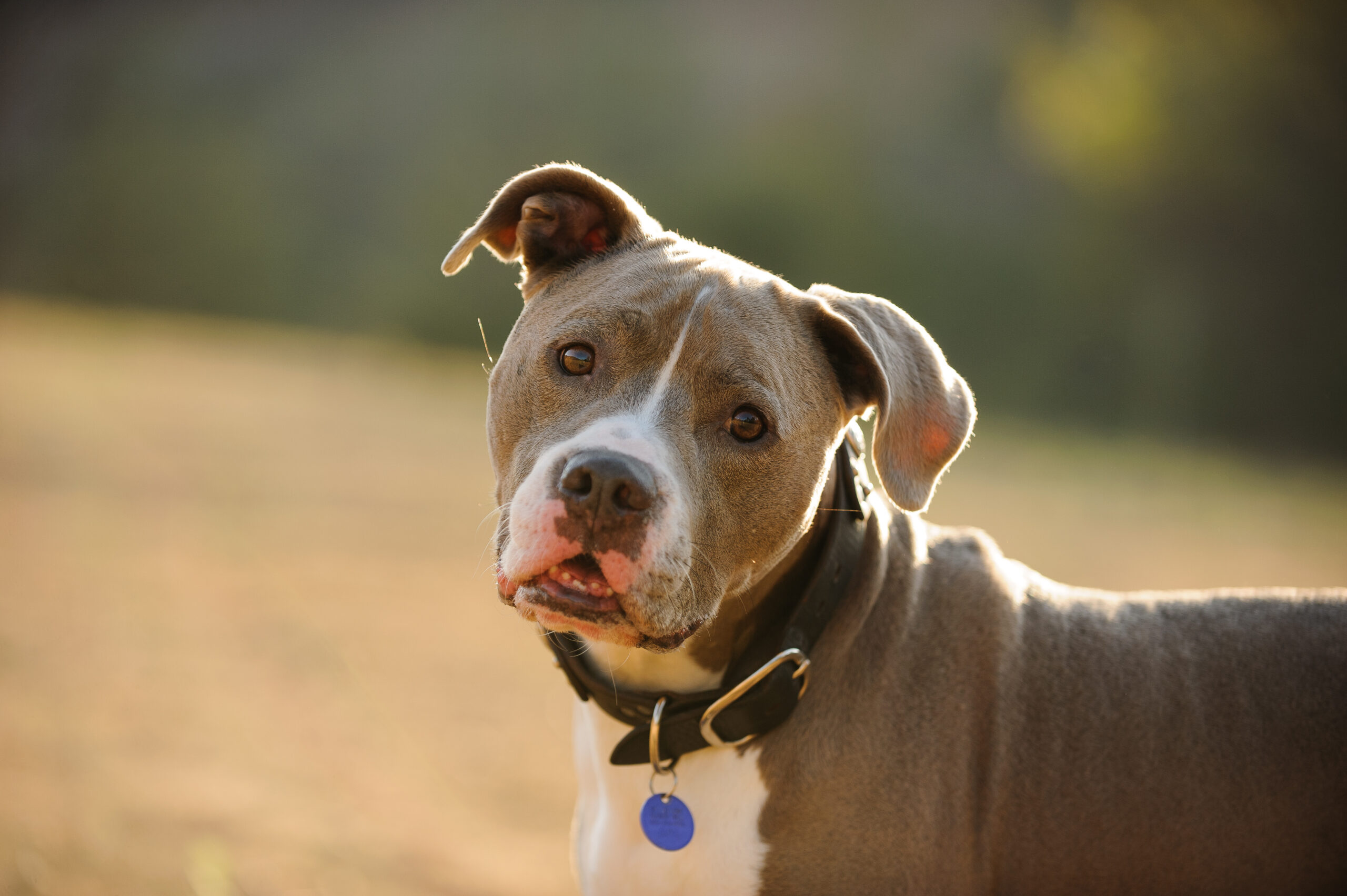 American Pit Bull Terrier wearing collar and blue tag