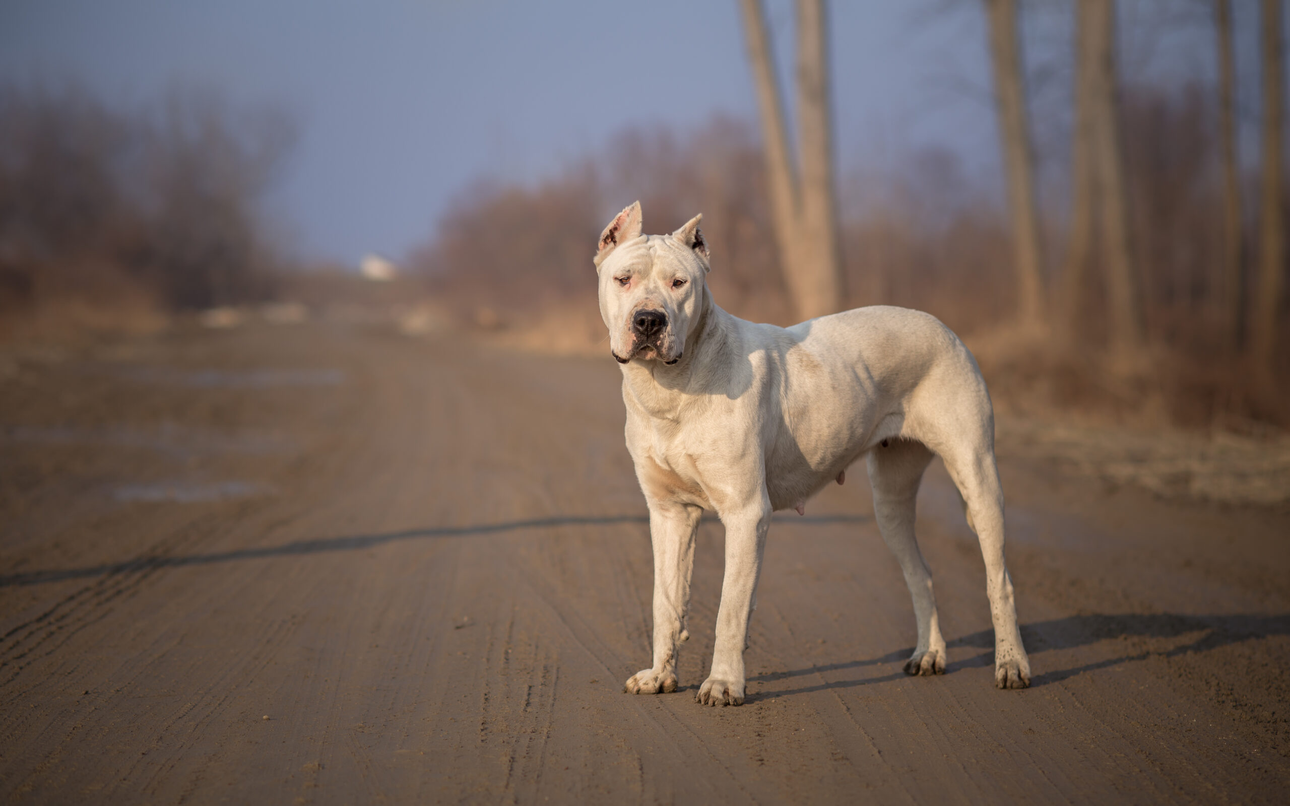 THE DOGO ARGENTINO DOG - DANGEROUS & BANNED? 