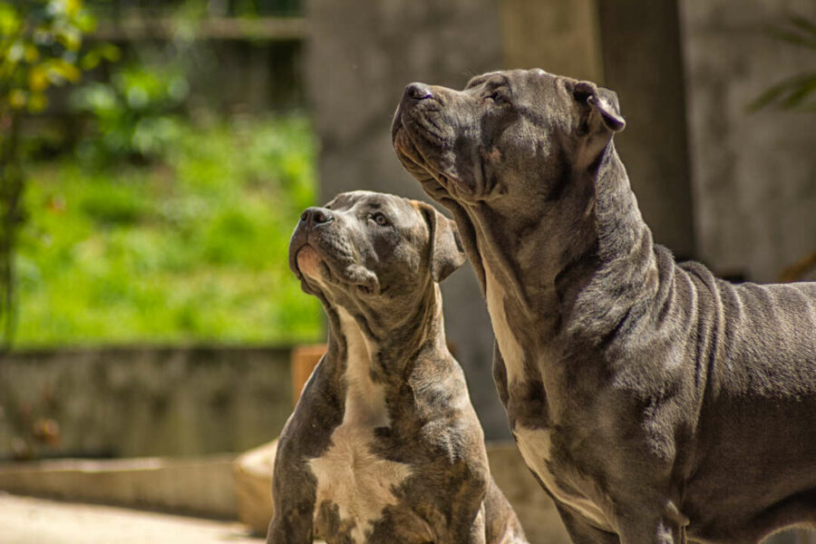 XL Bully Banned In UK: Legal Advice For Dog Owners